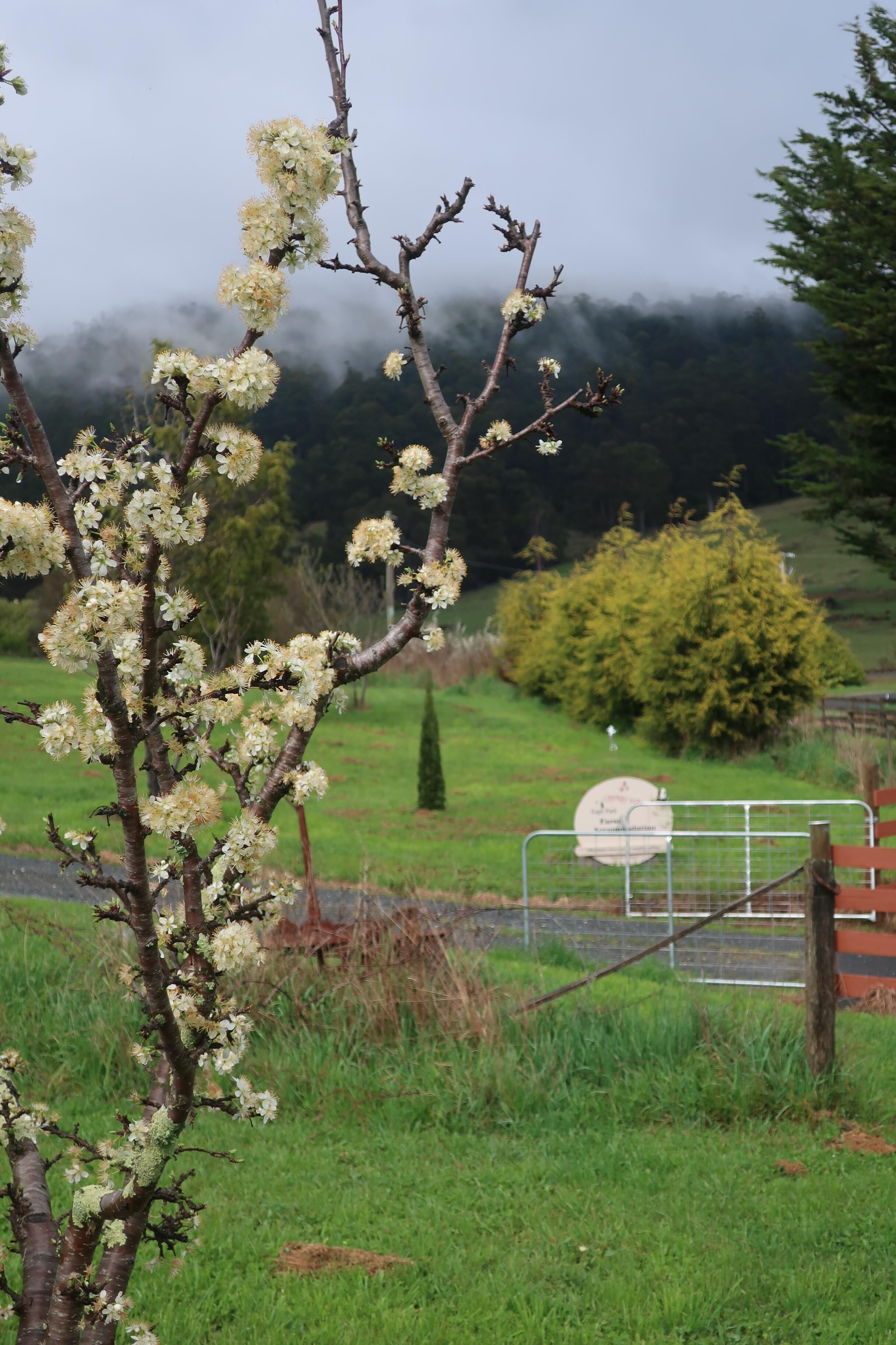 A rural landscape with a tree in bloom, a gate, and a sign in the background.