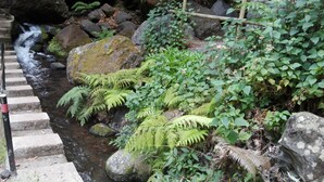A stream flowing over rocks with ferns and other vegetation. - Villa B Apartments (Ponta do Sol)