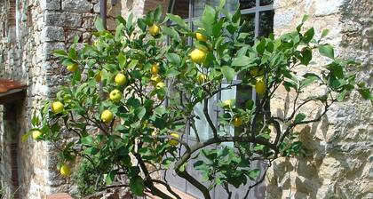 Tuscan house in idyllic scenic tranquility in hills between Lucca and sea WiFi