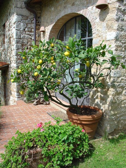 Tuscan house in idyllic scenic tranquility in hills between Lucca and sea WiFi