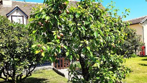 Un quartier résidentiel avec une maison, un petit jardin et un arbre fruitier.