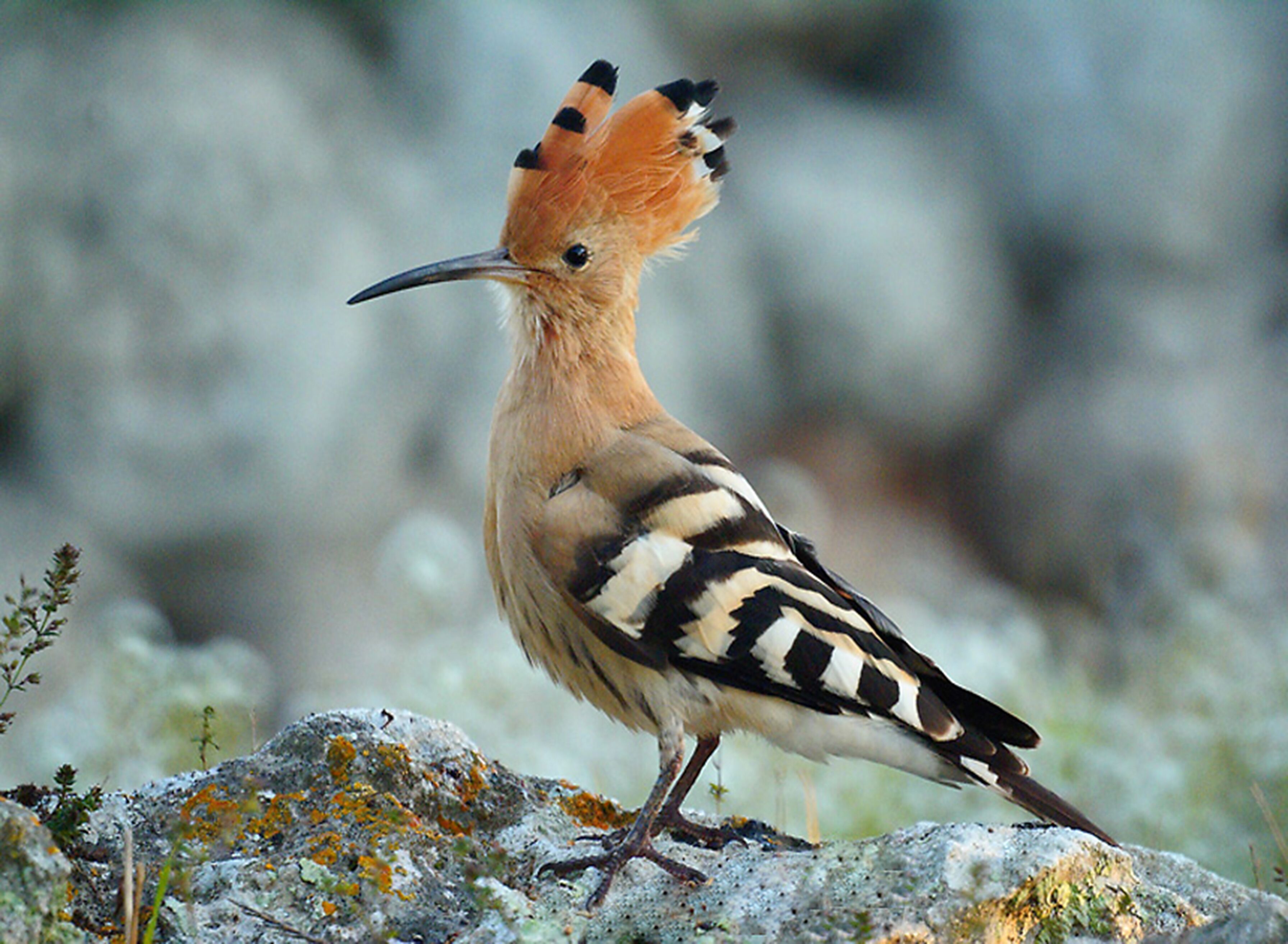 Un oiseau à la crête distinctive et au plumage rayé, perché sur un terrain rocheux.