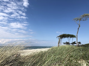 A beach with sand dunes, a clear sky, and a few trees.