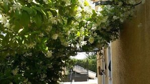 Un étroit sentier mène à un bâtiment à la façade jaune.