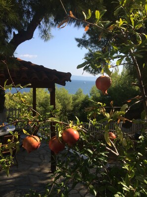 Terras