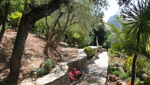 Un sendero de piedra en un jardín con diversas plantas y árboles.