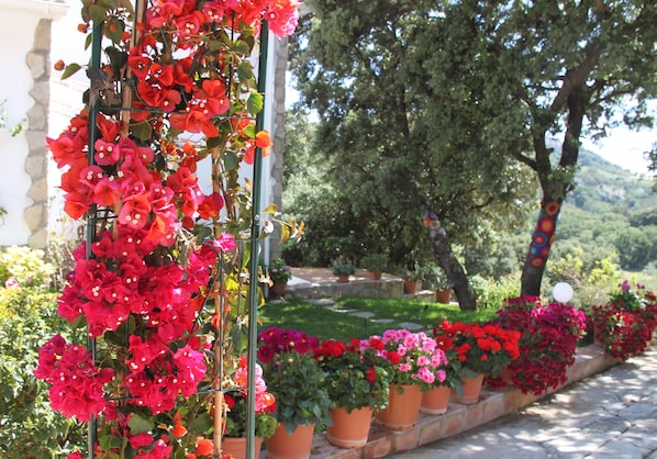 Un jardin agrémenté d’une treille métallique recouverte de fleurs rouges, de plantes en pot et d’un arbre au tronc multicolore.