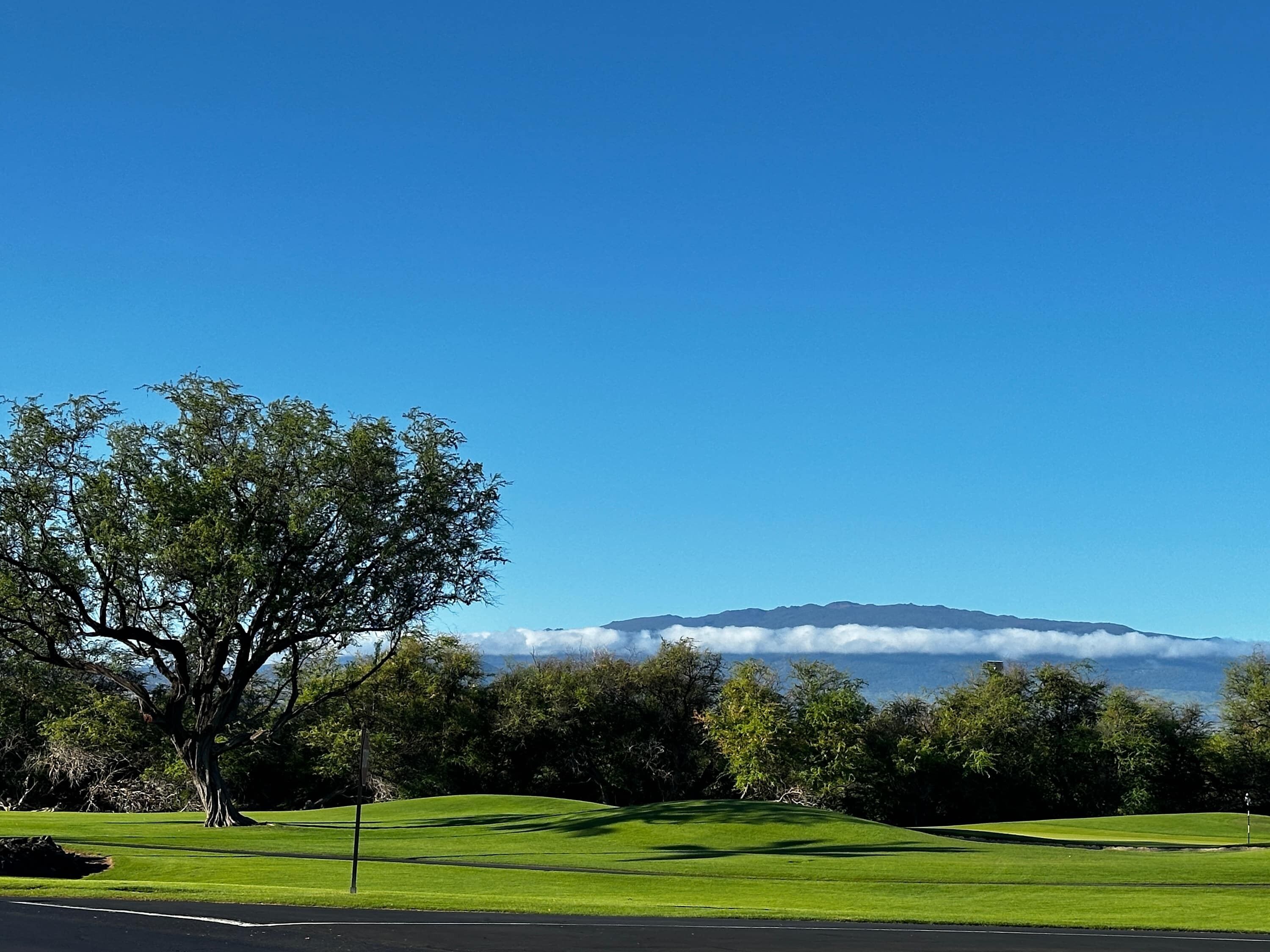 A golf course with a large tree, a clear blue sky, and a mountain in the background.