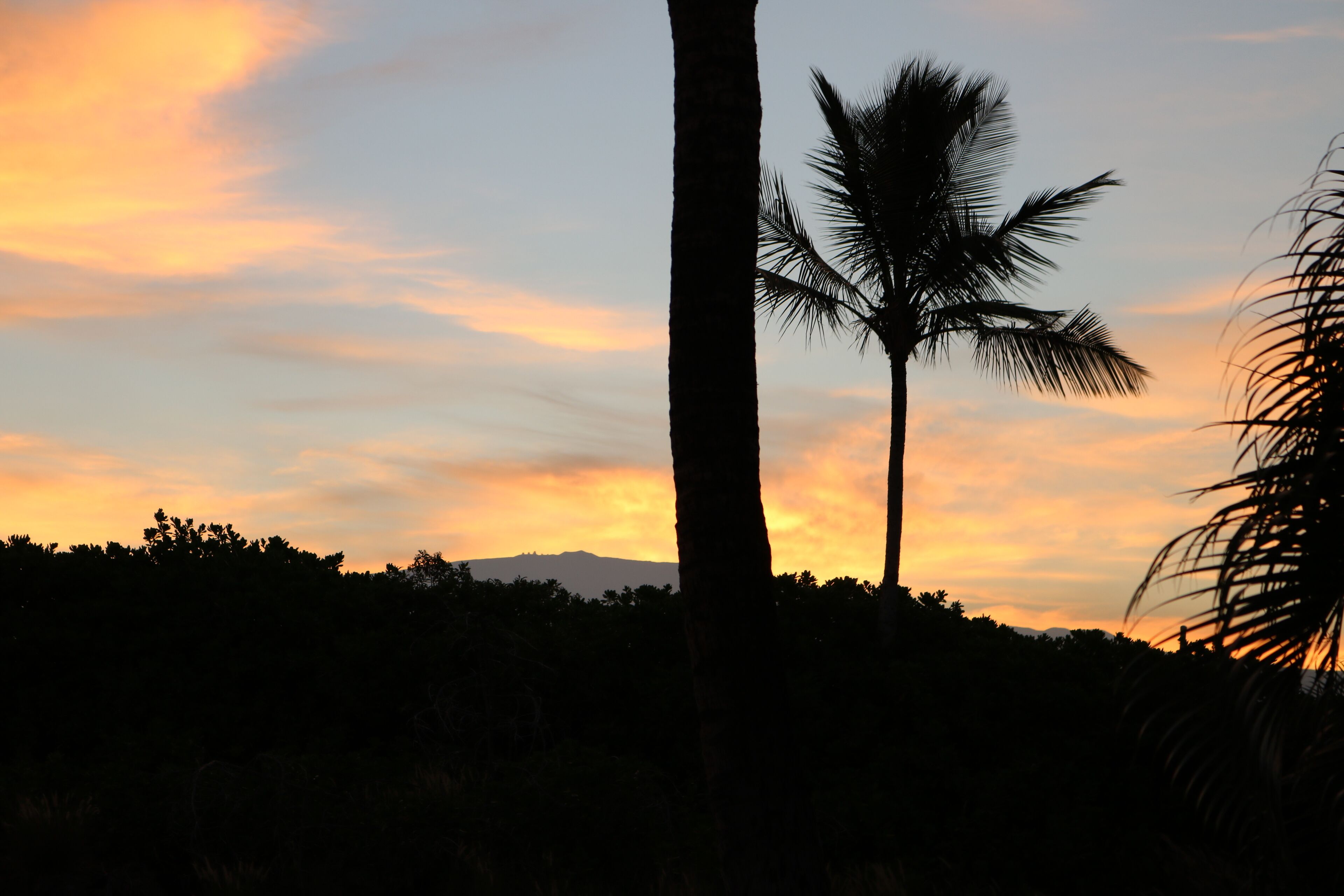 A silhouette of a palm tree against a sunset sky.