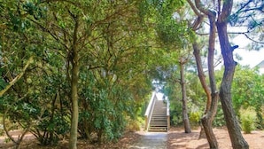 Un sentier en bois mène à un escalier entouré d’une végétation luxuriante.