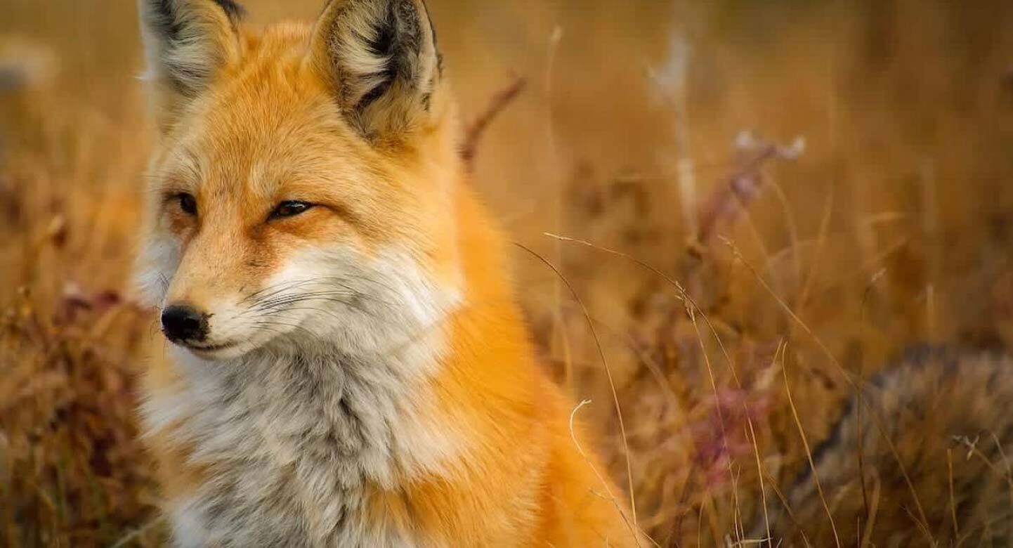 Un zorro en un entorno natural.