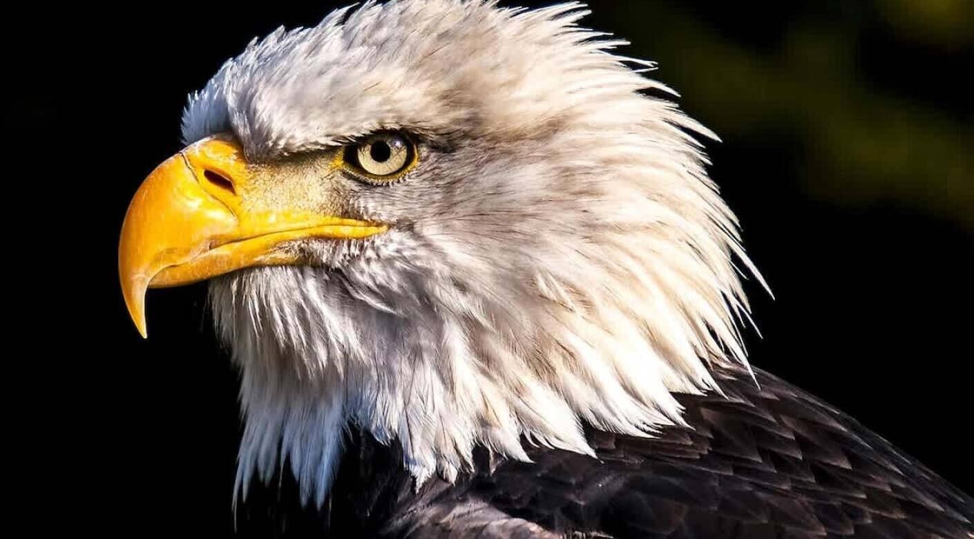 A close-up of a bald eagle with a yellow beak and intense gaze.