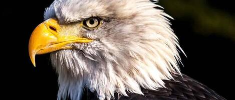 A close-up of a bald eagle with a yellow beak and intense gaze.