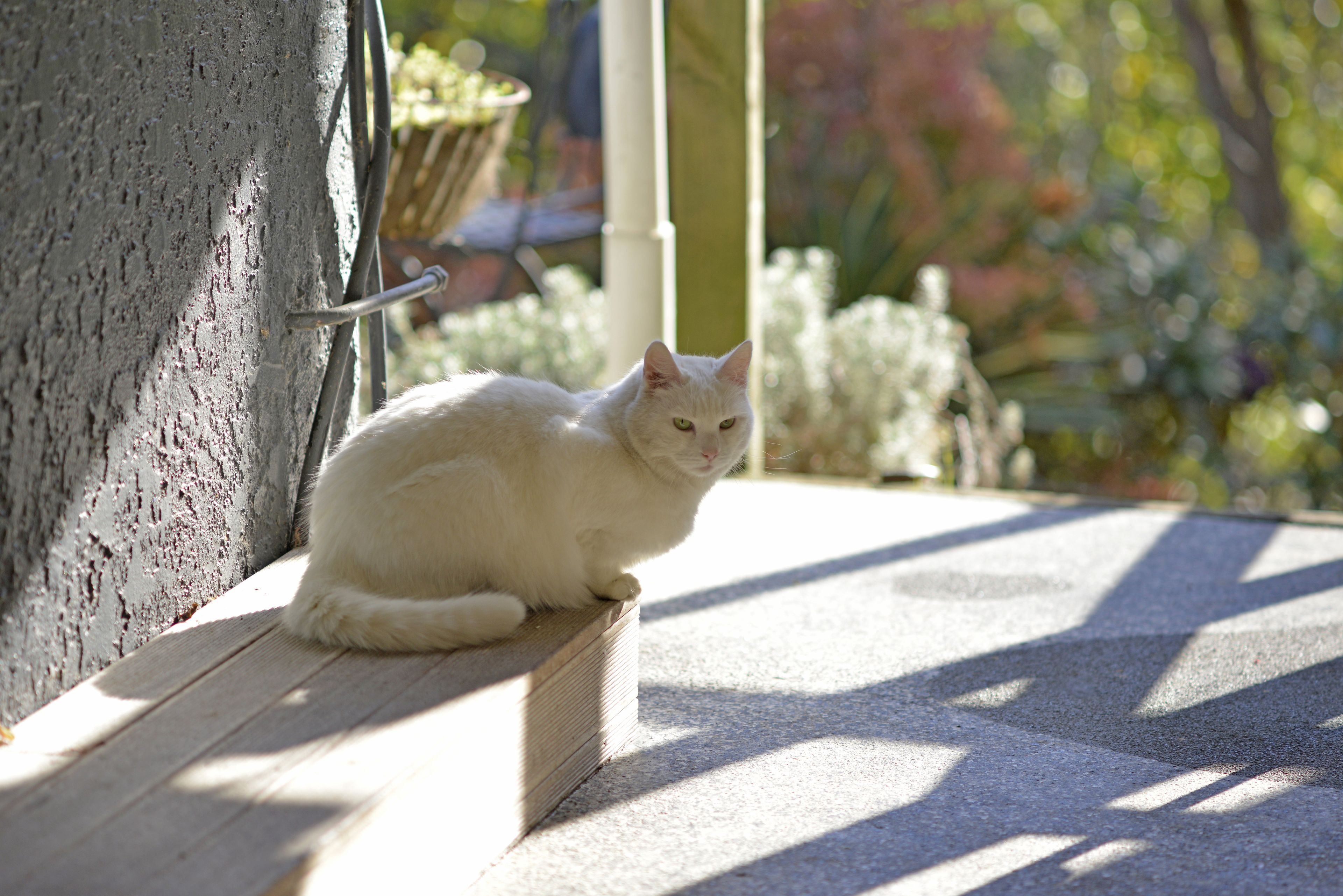 A white cat sitting on a wooden ledge outside a building.