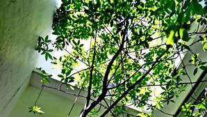 A tree with green leaves growing in front of a building with a window and a door. - Flowerinn (Magong)