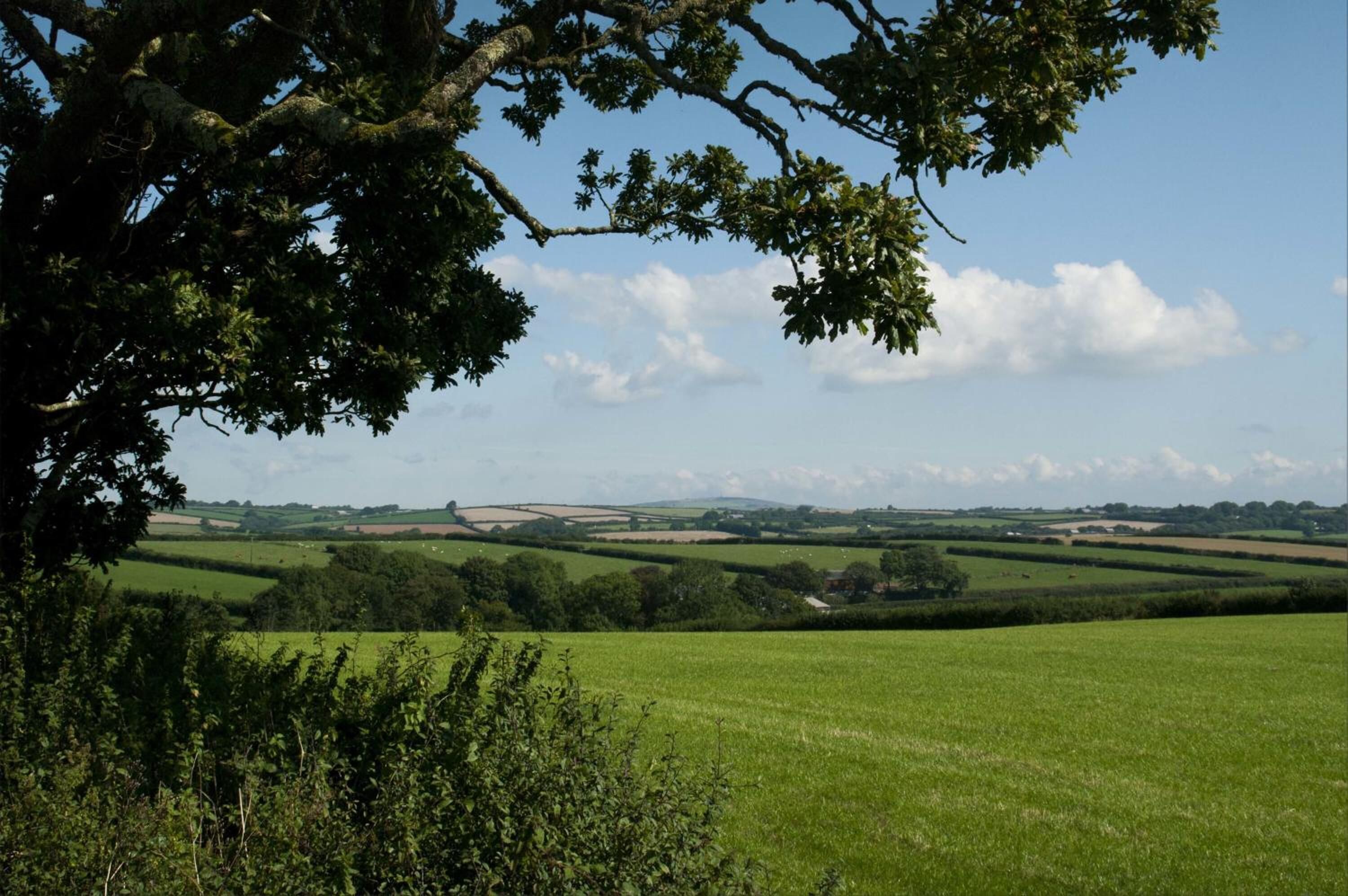 A rural landscape with rolling green fields, a tree in the foreground, and a clear sky.
