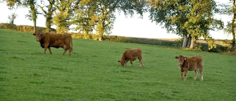 A grassy field with three cows.