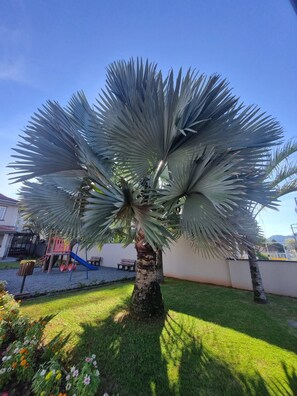 A large palm tree with a thick trunk and broad fan-shaped leaves in a well-maintained grassy area with a playground in the background. - Pousada Casarão Schmidt (Pomerode)