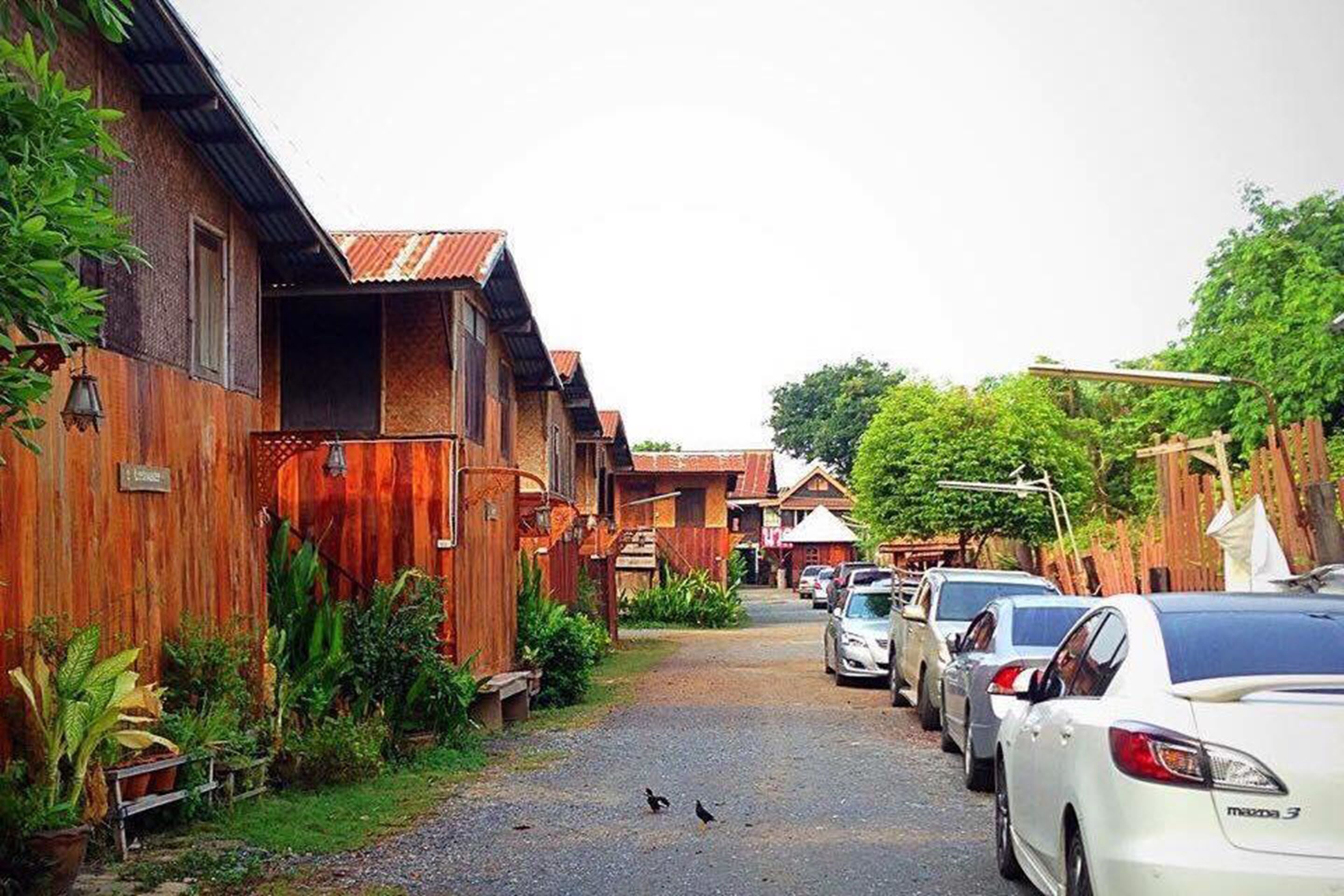 Una calle estrecha bordeada de casas de madera, coches aparcados y algunas aves en el suelo.