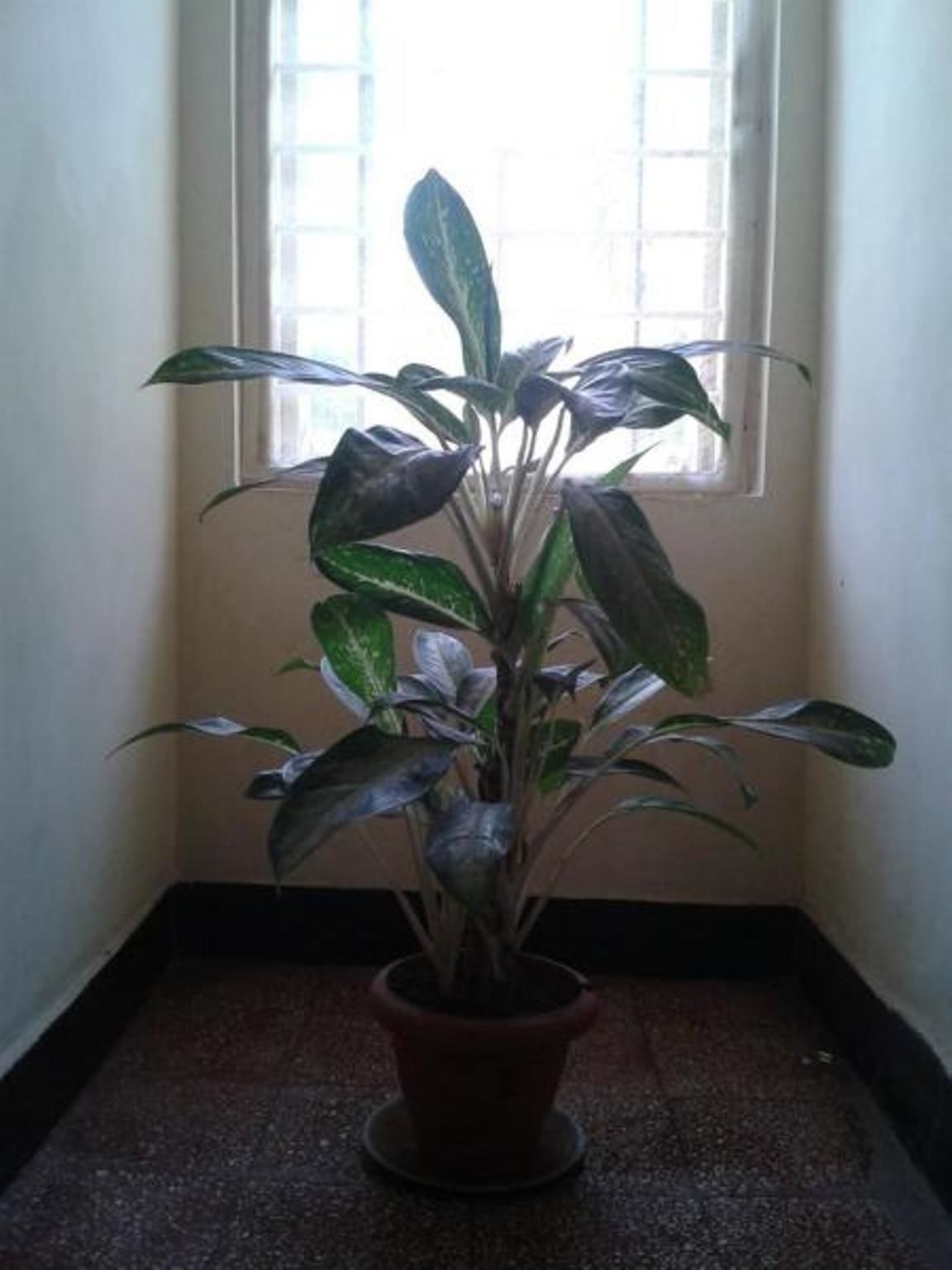 A potted plant in a corner with a window in the background.