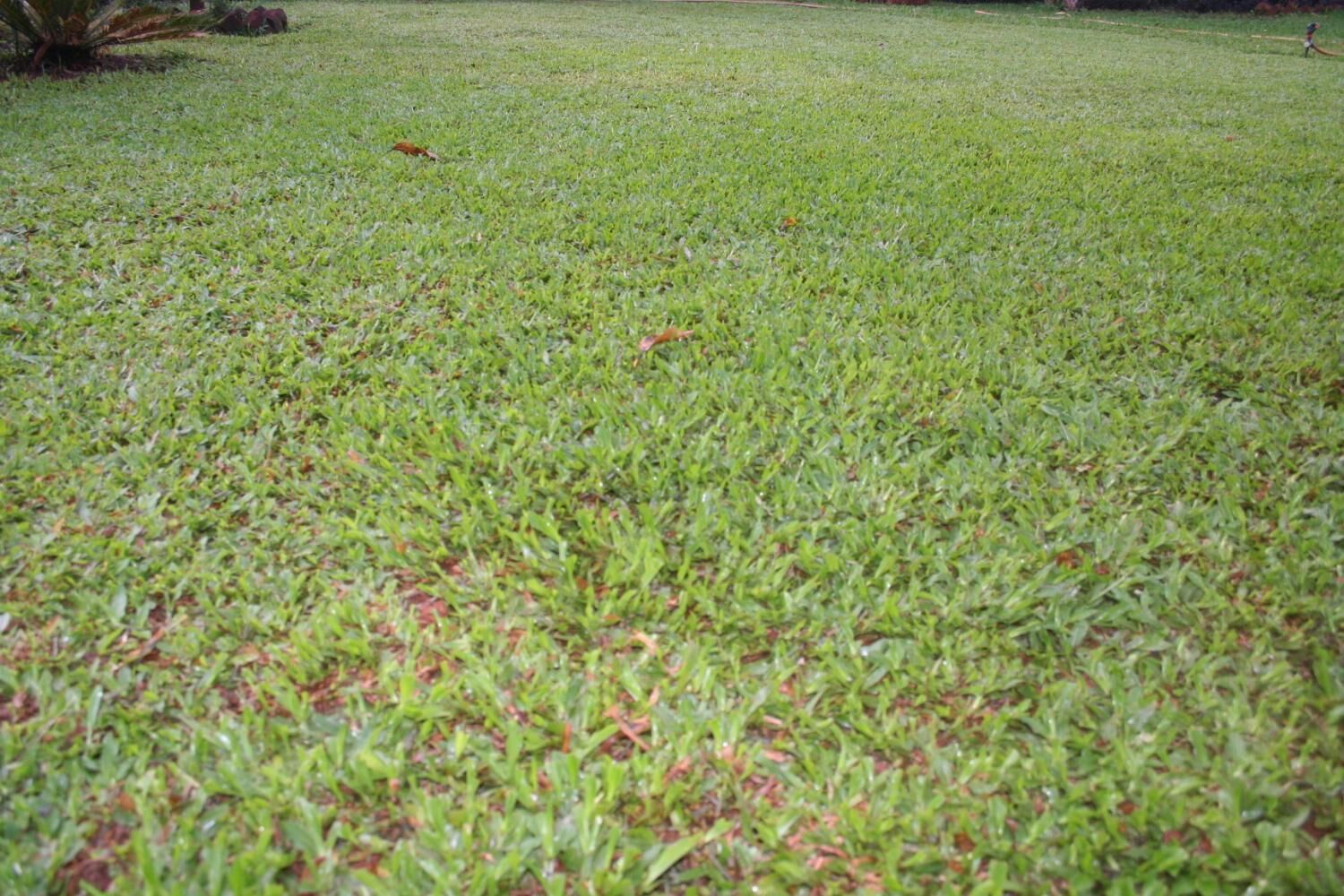 A grassy lawn with a few scattered leaves.