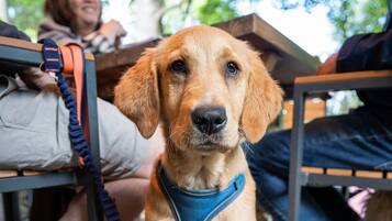 Un chien est assis sur un sol en pierre, une laisse étant attachée à une table en métal.