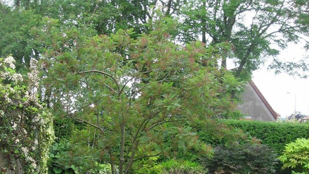 Un jardin bien entretenu, agrémenté de diverses plantes, d’une pelouse et d’un mur en pierre.