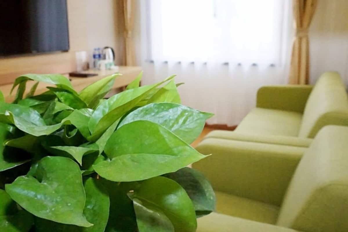 A living room with a green sofa set, a television, and a potted plant.