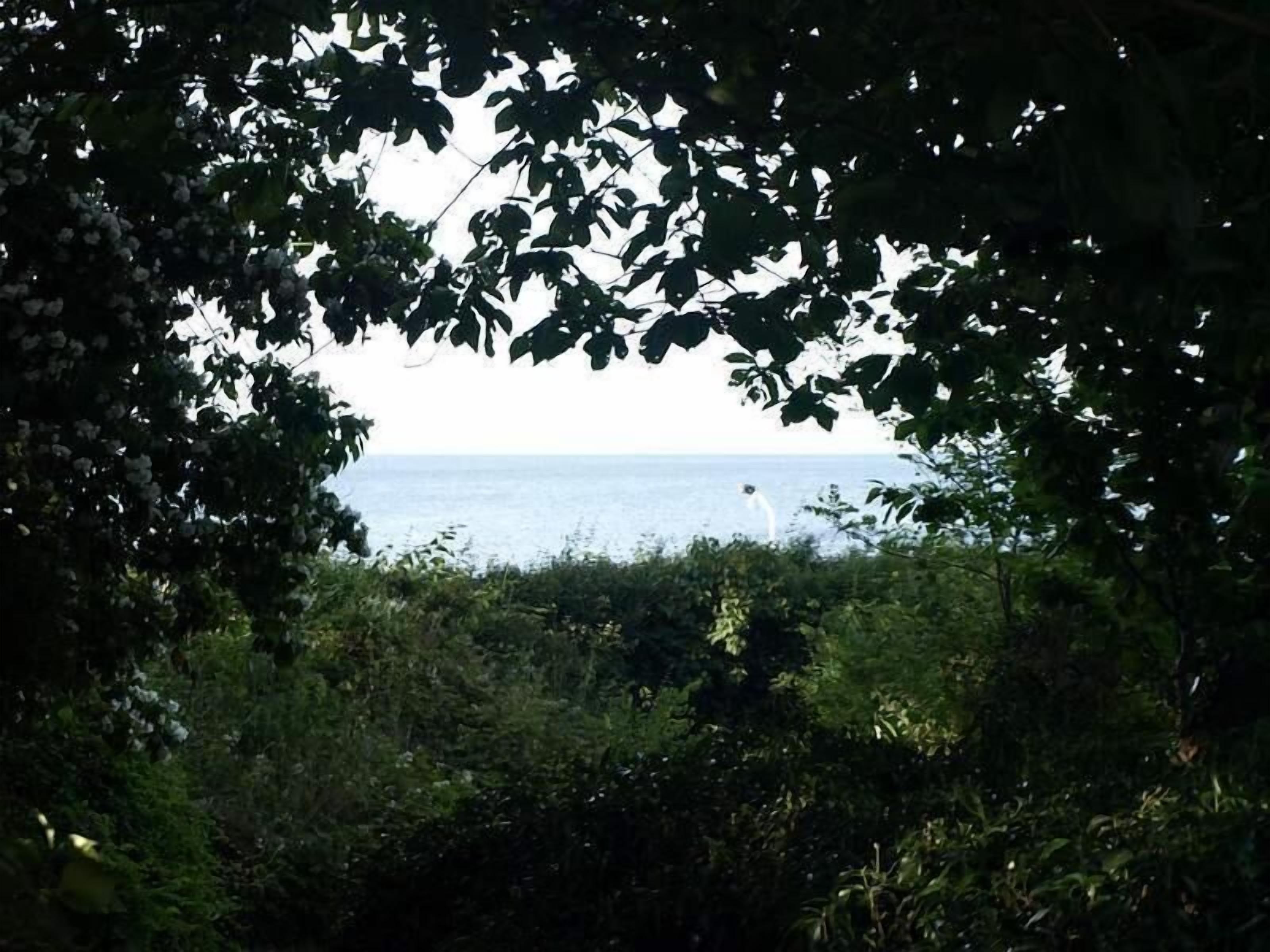 A view through dense foliage to a body of water with a distant white structure.