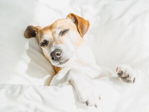 A dog sleeping on a bed with white sheets.