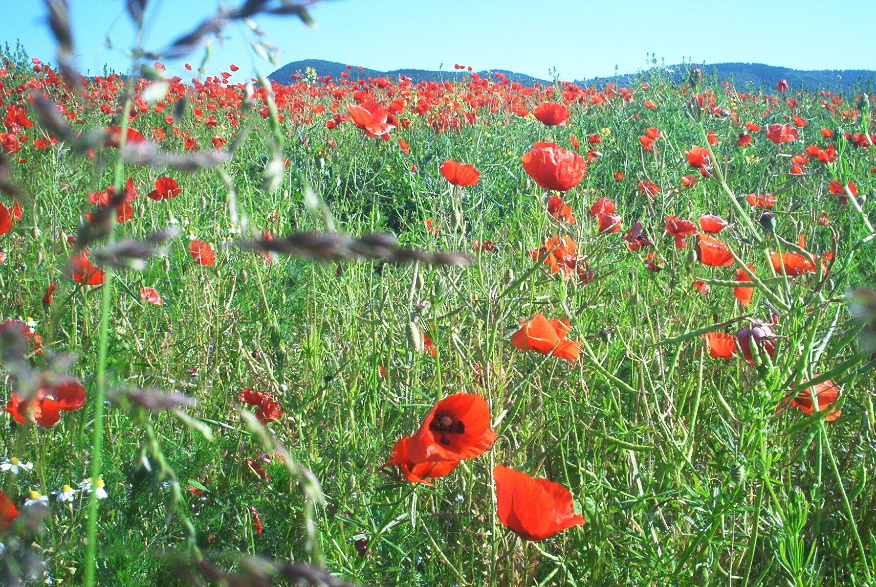 A field of red poppies with a mountainous backdrop.
