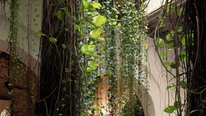 A rustic indoor garden with a water feature, brick pathway, and lush greenery. - Amarla Boutique Hotel Cartagena (Cartagena)