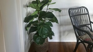 Una habitación de esquina con una planta en maceta, un cuadro enmarcado y una silla de mimbre.