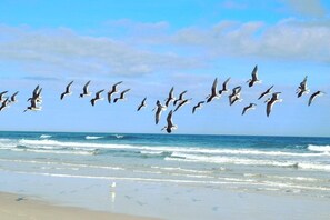 Ein Strand mit Wellen und einer Vogelschwärme, die über dem Wasser fliegen.