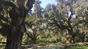 Un jardin avec de grands arbres et une grande variété de plantes.