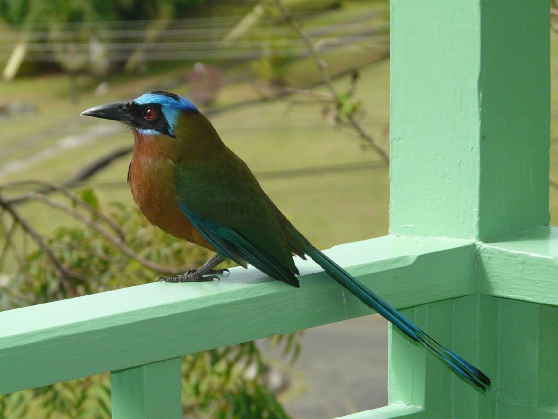 A bird perched on a green railing.