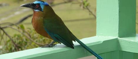 A bird perched on a green railing.