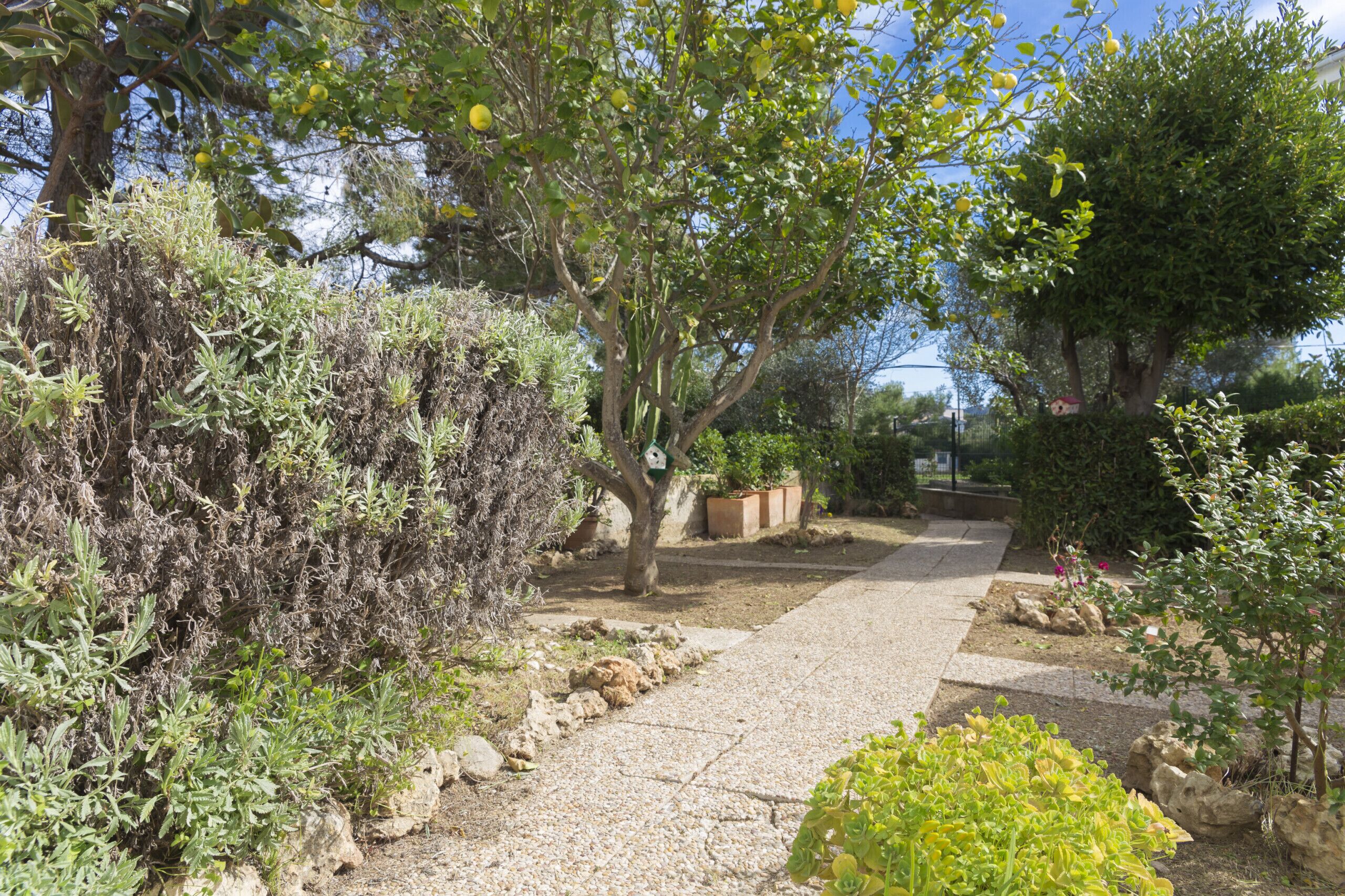 Un camí al jardí amb diverses plantes i arbres.