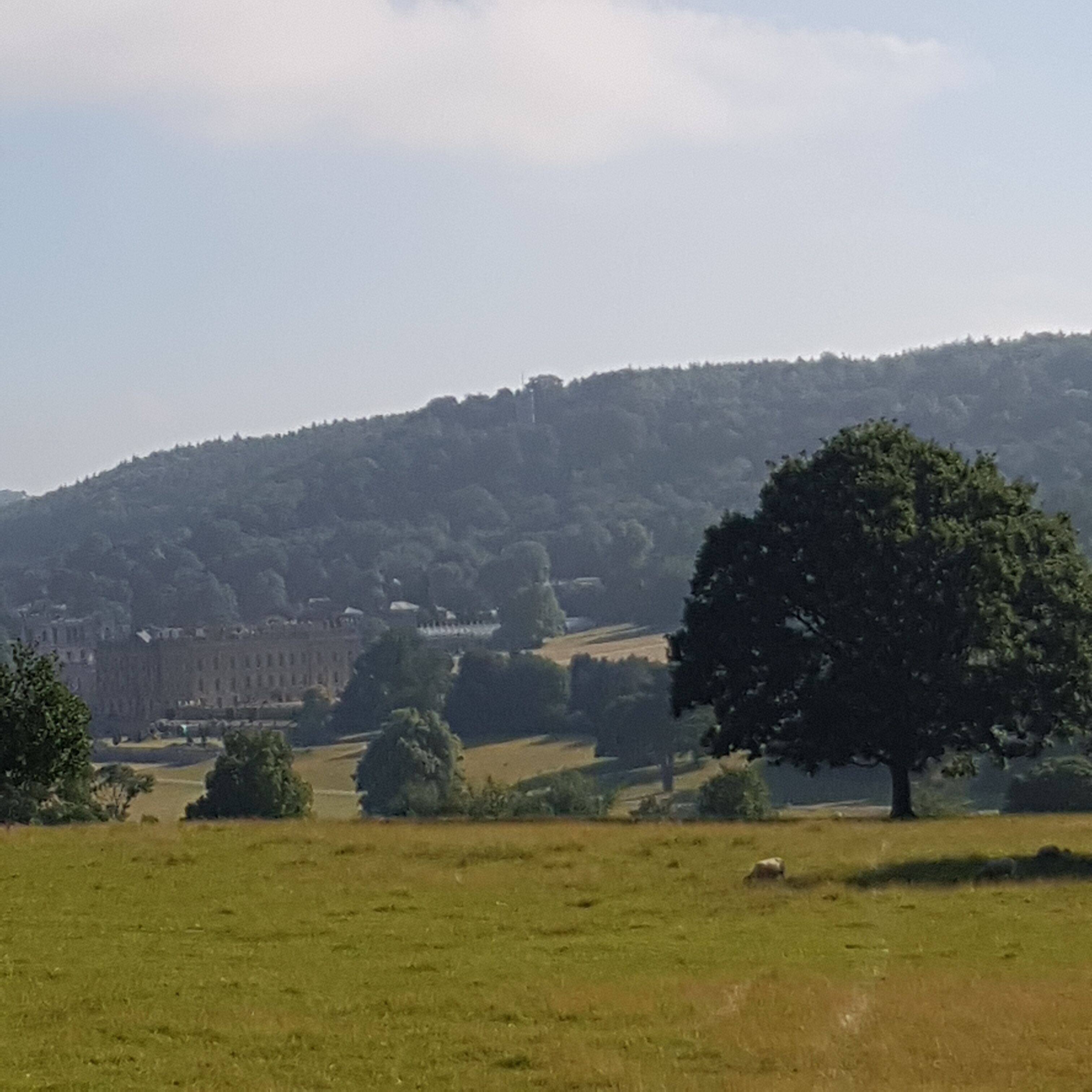 A rural landscape with a large tree in the foreground, a hill with scattered trees and buildings in the background, and a clear sky.