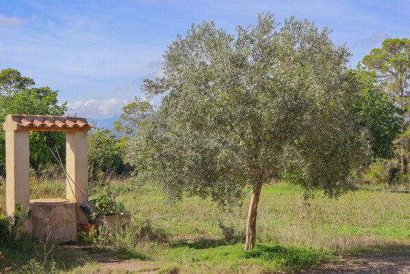 A rustic outdoor setting with a traditional tiled structure and a mature olive tree. - Son Bernat 137 cosy finca in the countryside with private pool, terrace, garden and WiFi (Llubi)