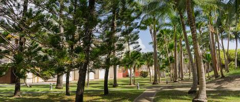 A pathway lined with tall palm trees and pine trees, leading to a building with a light-colored facade.