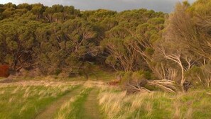 A natural landscape with a dirt path, dense trees, and grassy areas.
