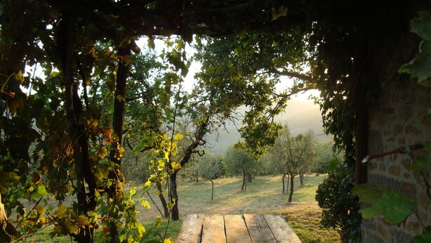 A rustic wooden bench in a vineyard with a stone wall and vine-covered pergola.