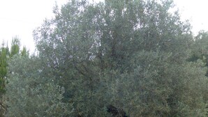 A large olive tree with a thick trunk and a well-maintained stone border around it. - Wonderful finca with a large pool and barbecue kitchen near Es Trenc!  (Campos)
