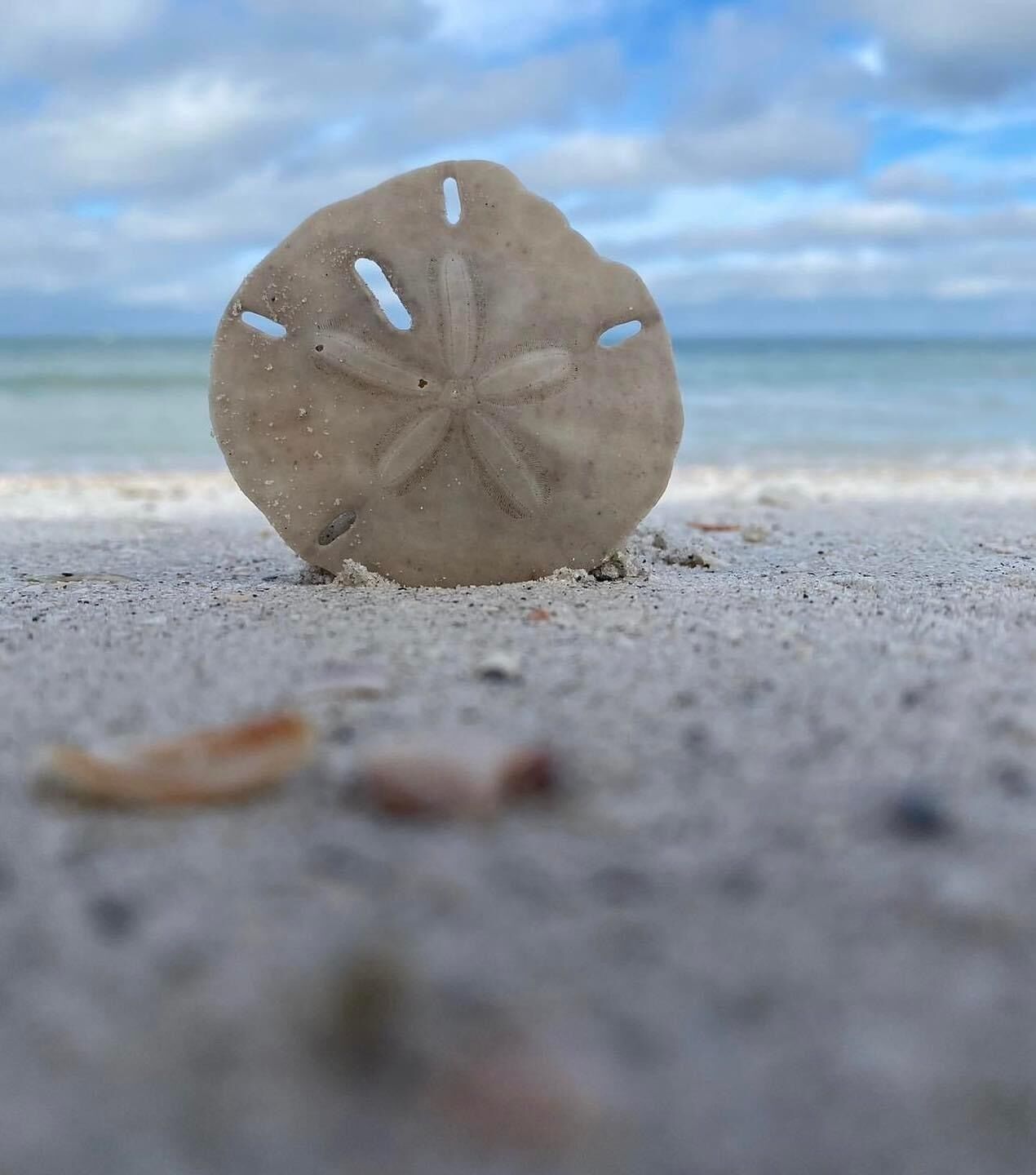 Una concha marina sobre arena, con un cielo nublado al fondo.