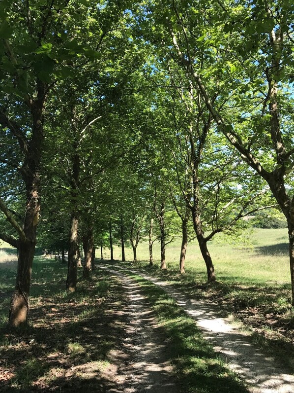 A tree-lined path in a park.