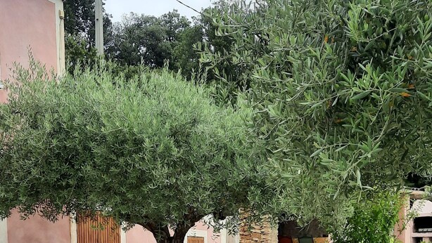 Un edificio de fachada rosa, un árbol en primer plano y mesas al aire libre.