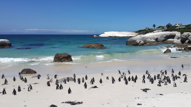 A beach with penguins, large rocks, and a clear blue sea. - Cape Town Luxury  Self Catering Home in a Working Wine Farm - Family Friendly (Cape Town)