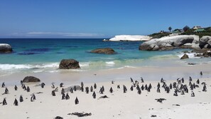 Una playa con pingüinos, rocas grandes y un mar azul cristalino.