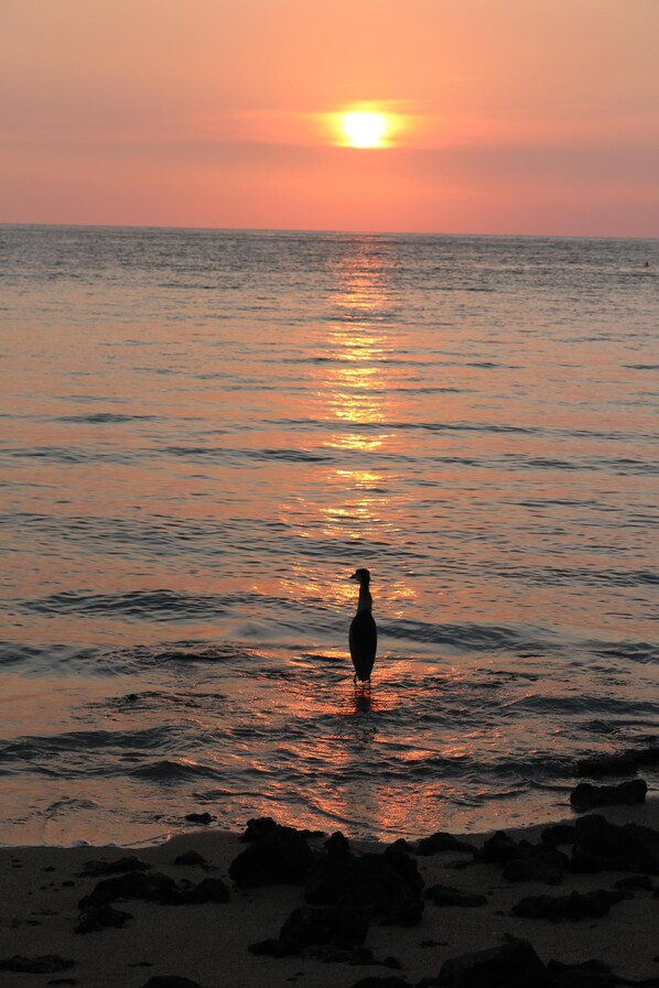 Guests can enjoy a peaceful beach experience with gentle waves lapping against the shore.